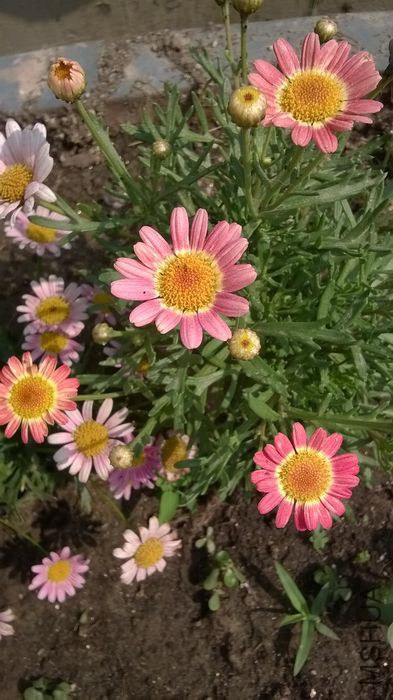 WP_20140605_021.jpg