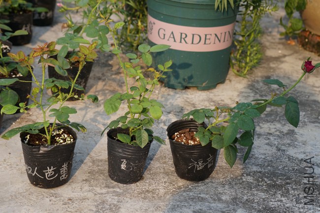 DSC02151.JPG