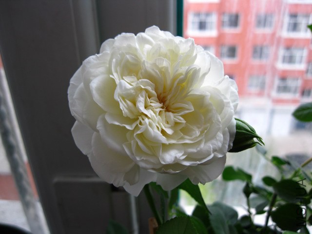 IMG_4373.JPG