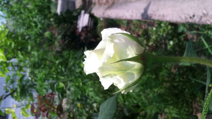 QQͼƬ20140613124316.jpg