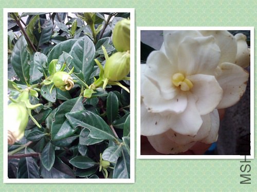 �ڳ��Ӿ���