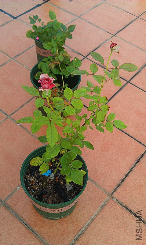IMAG0375_����.jpg