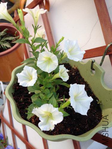 ������С ��ת IMG_2553.jpg