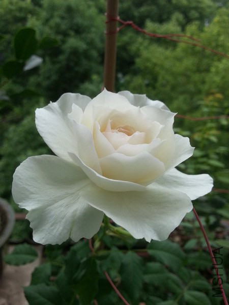 20140613_071647_��С��С.jpg