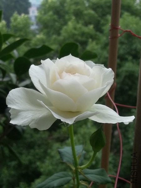 20140613_071713_��С��С.jpg
