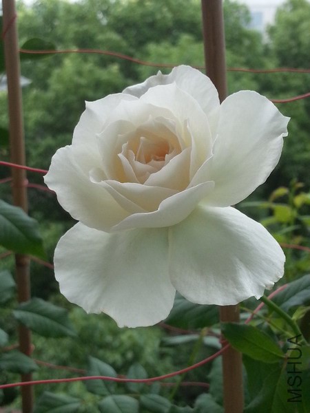 20140613_071839_��С��С.jpg