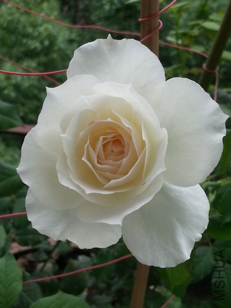 20140613_071845_��С��С.jpg