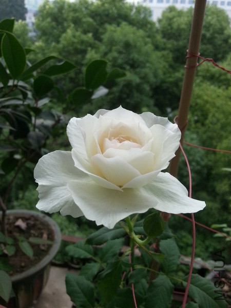 20140613_072033_��С��С.jpg