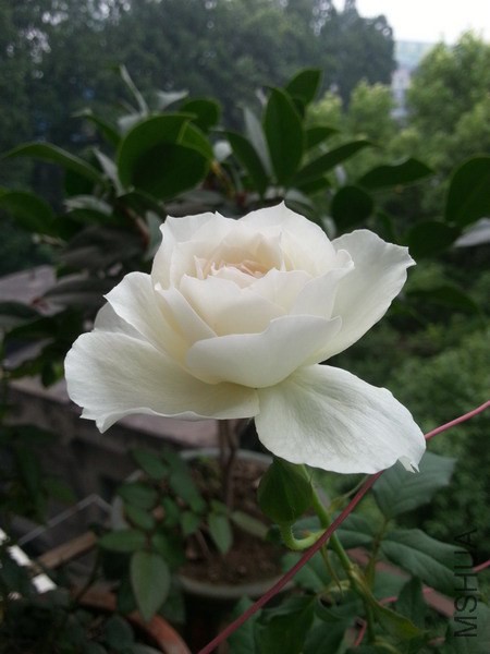 20140613_072052_��С��С.jpg