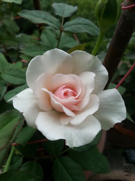 20140613_072455_��С��С.jpg