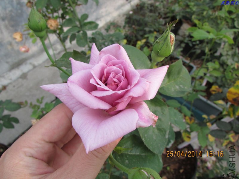 IMG_7167_nEO_IMG.jpg