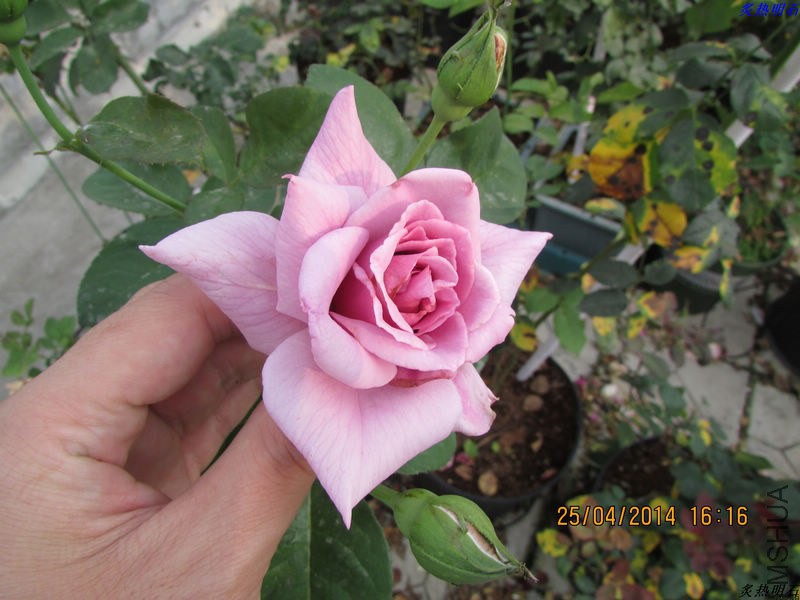 IMG_7168_nEO_IMG.jpg