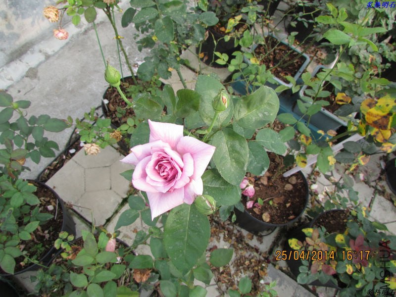 IMG_7174_nEO_IMG.jpg