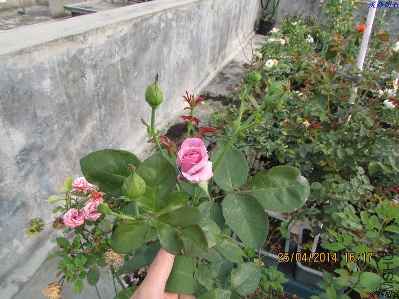 IMG_7176_nEO_IMG.jpg