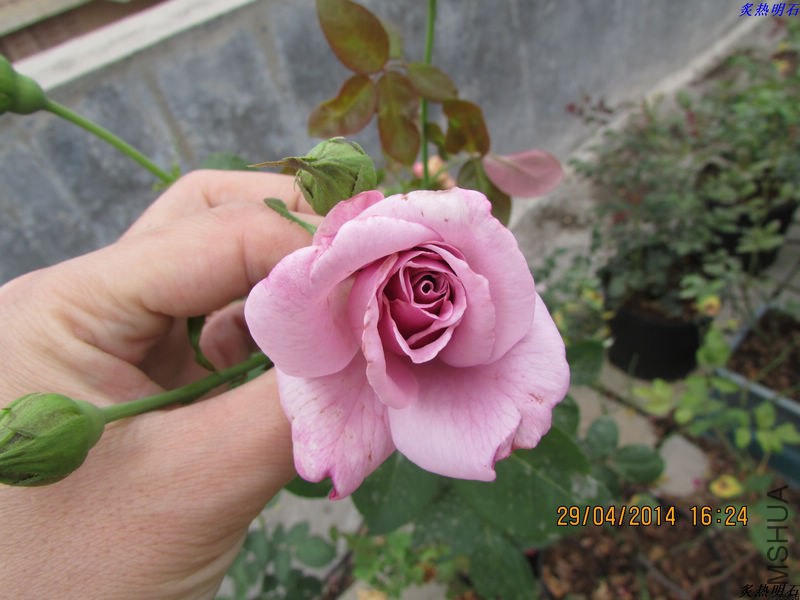 IMG_7475_nEO_IMG.jpg