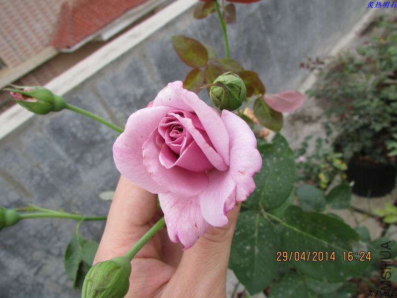 IMG_7477_nEO_IMG.jpg