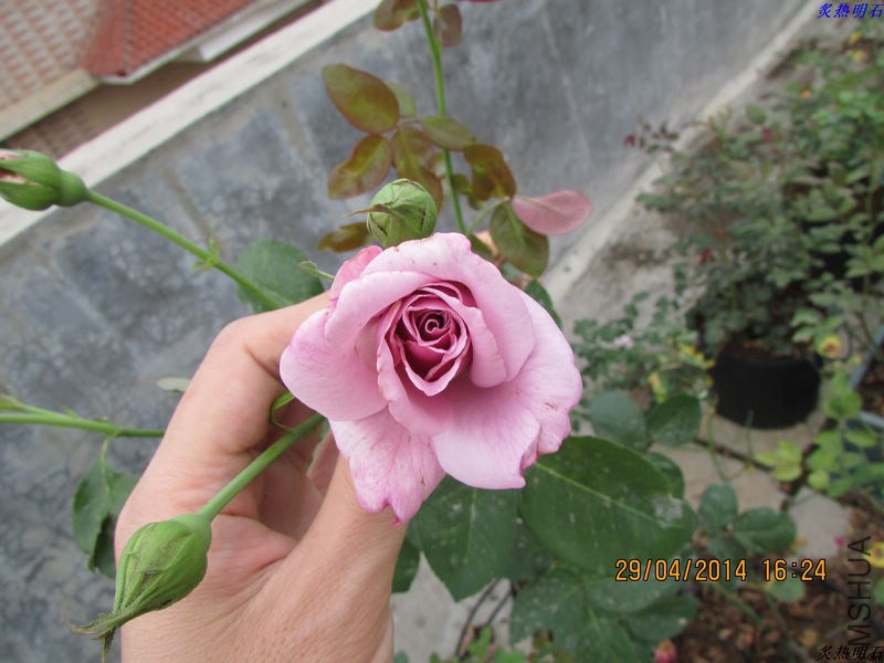 IMG_7478_nEO_IMG.jpg