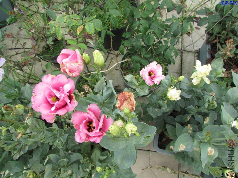 IMG_8161_nEO_IMG.jpg