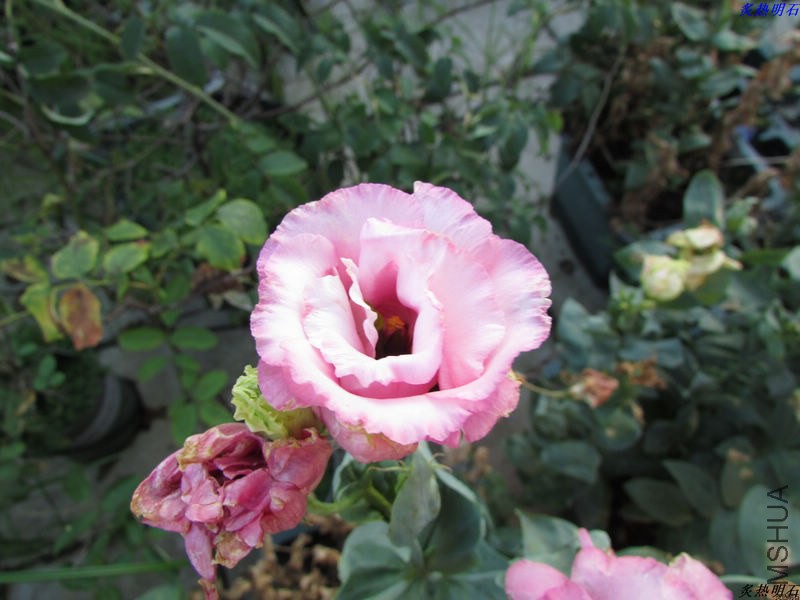 IMG_8207_nEO_IMG.jpg
