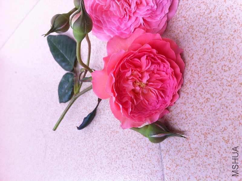 ��Ƭ 005_����.jpg