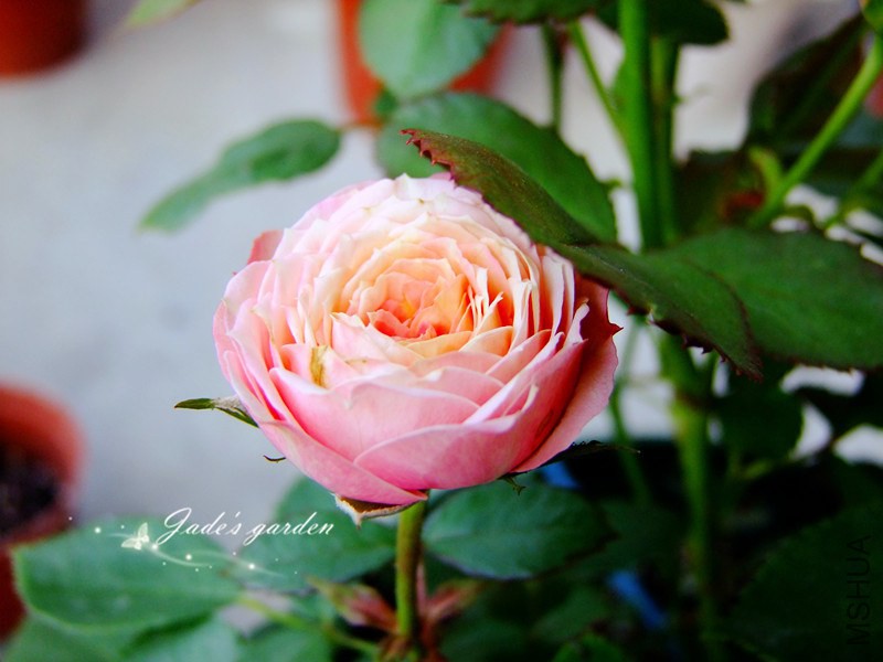 DSCF1518.jpg