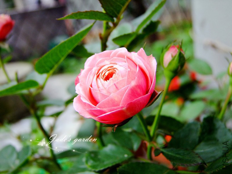DSCF1586.jpg