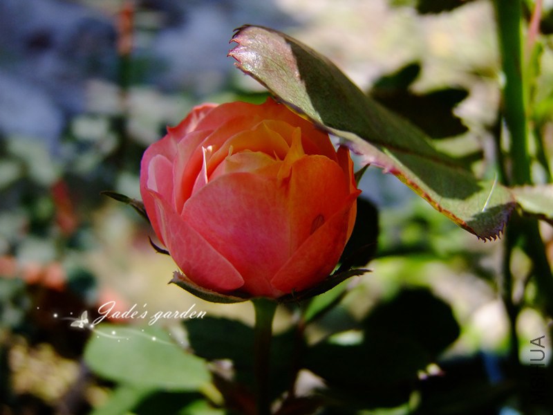 DSCF1499.jpg