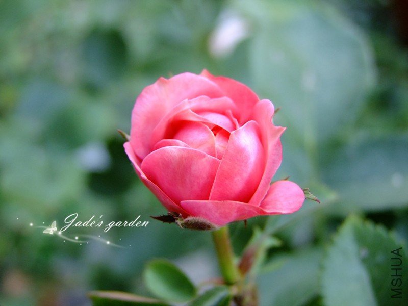DSCF2028.jpg