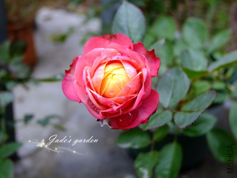 DSCF3445.jpg