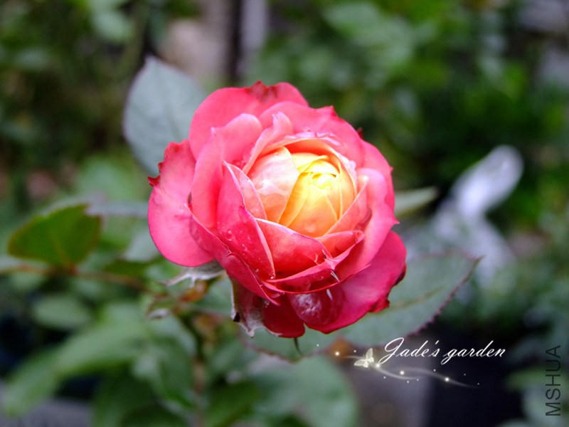 DSCF3447.jpg