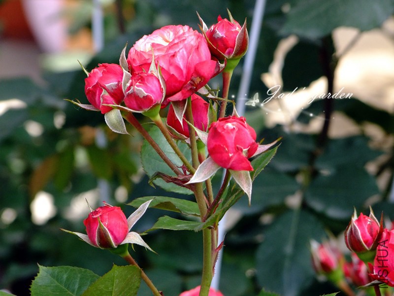 DSCF6237.jpg