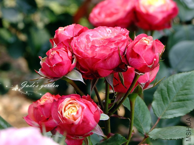 DSCF6281.jpg