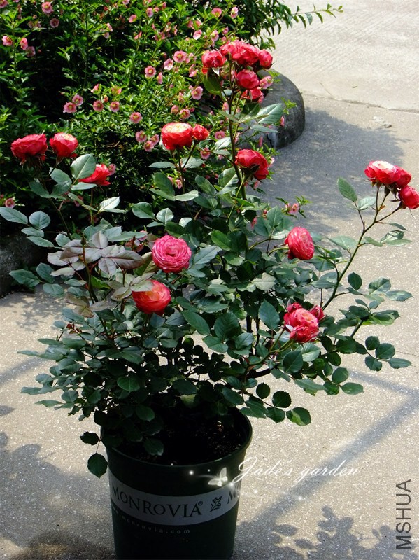 DSCF6278.jpg