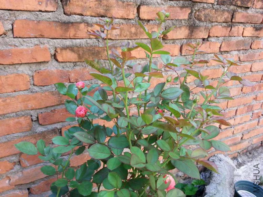 1��ıȿ�