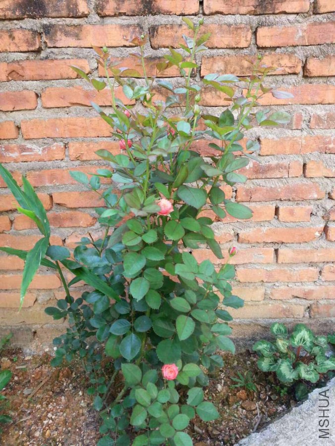 1��ıȿ�
