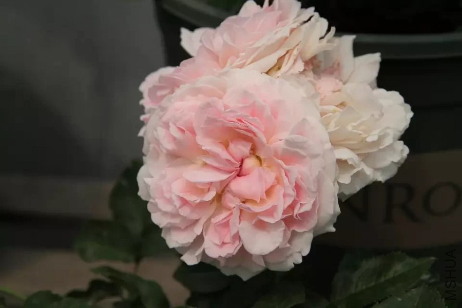 mld5.jpg