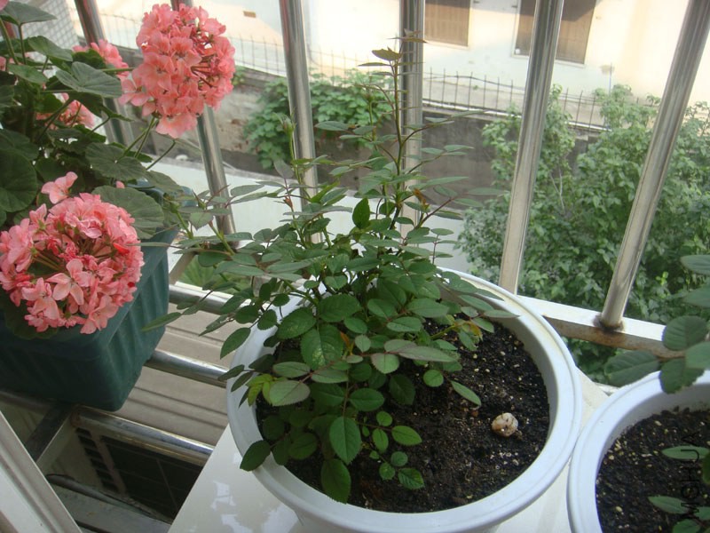 DSC02804.JPG