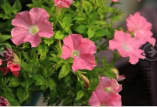 IMG_0923_����.png