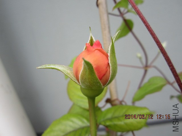 IMG_3185.JPG