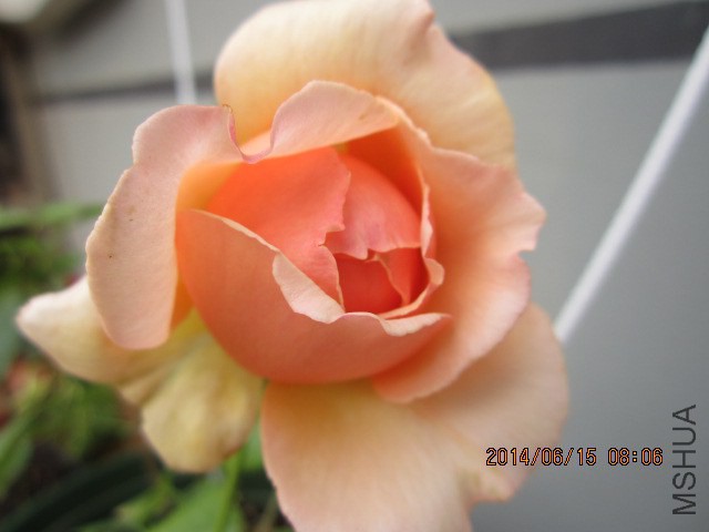 IMG_3216.JPG