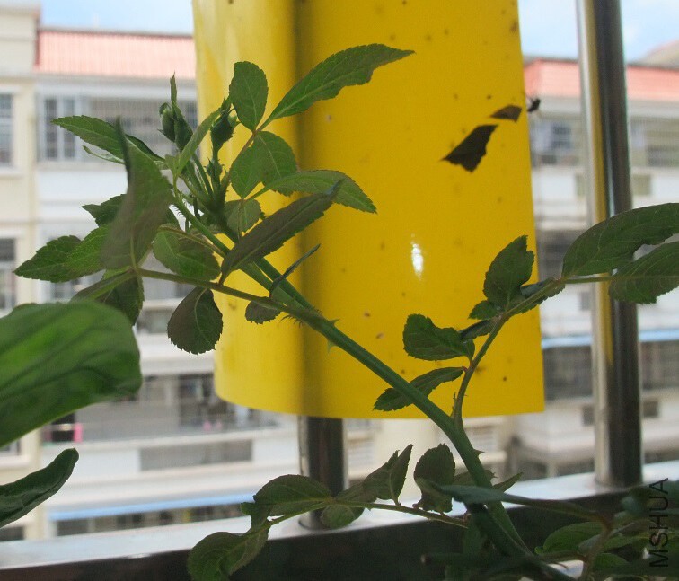 ��Ҳ��������������ҩ��ĵ�һ������׼�����ˣ������ǻơ�ɫճ���