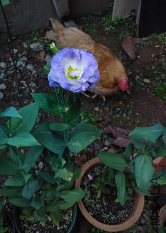 ����Ա���