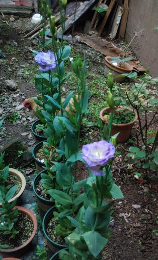 QQͼƬ20140615170950.jpg