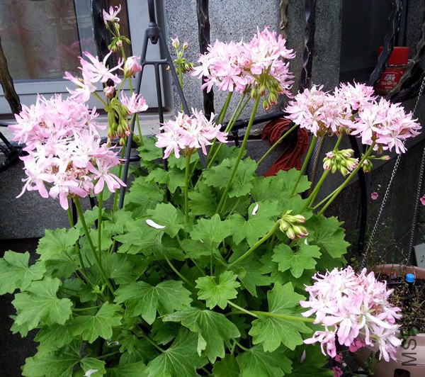 ���ÿ���Win Ellison.jpg