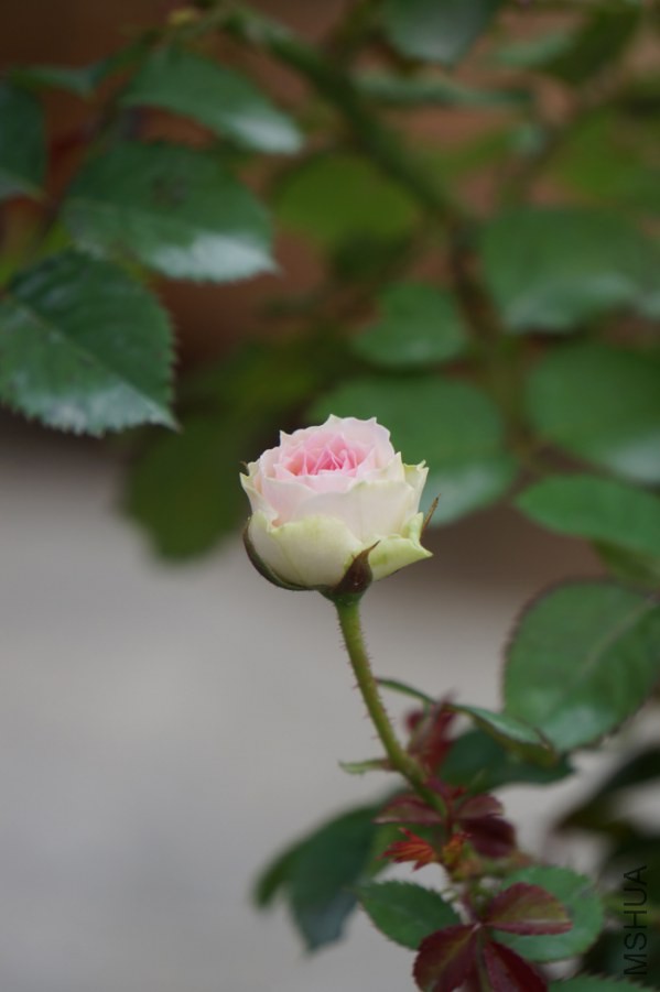 DSC01553.JPG
