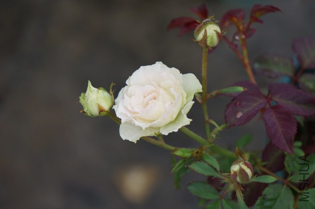 DSC01726.JPG
