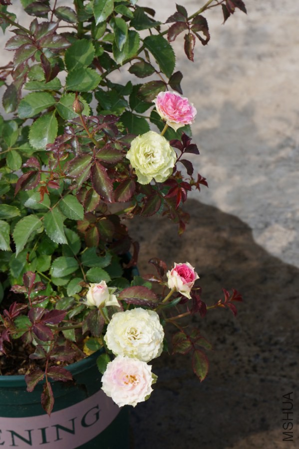 DSC02299.JPG