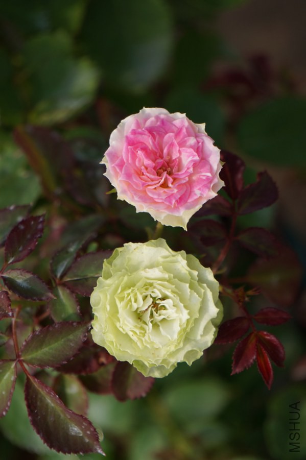 DSC02312.JPG