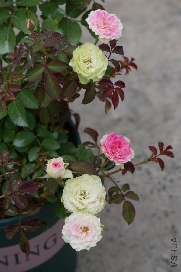 DSC02364.JPG
