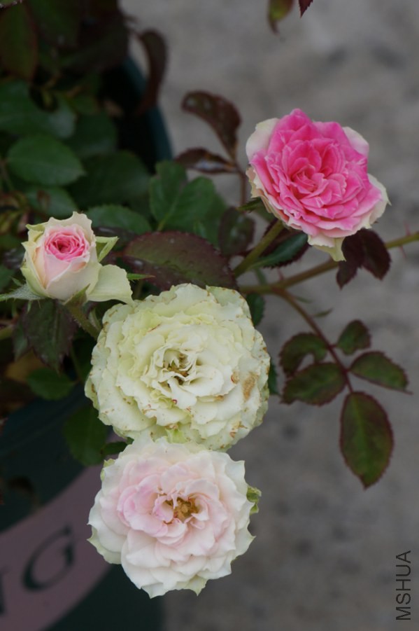 DSC02370.JPG